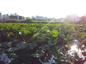 Shinobazu pond (Ueno Park) 